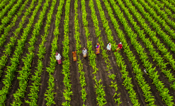 calendario agrícola
